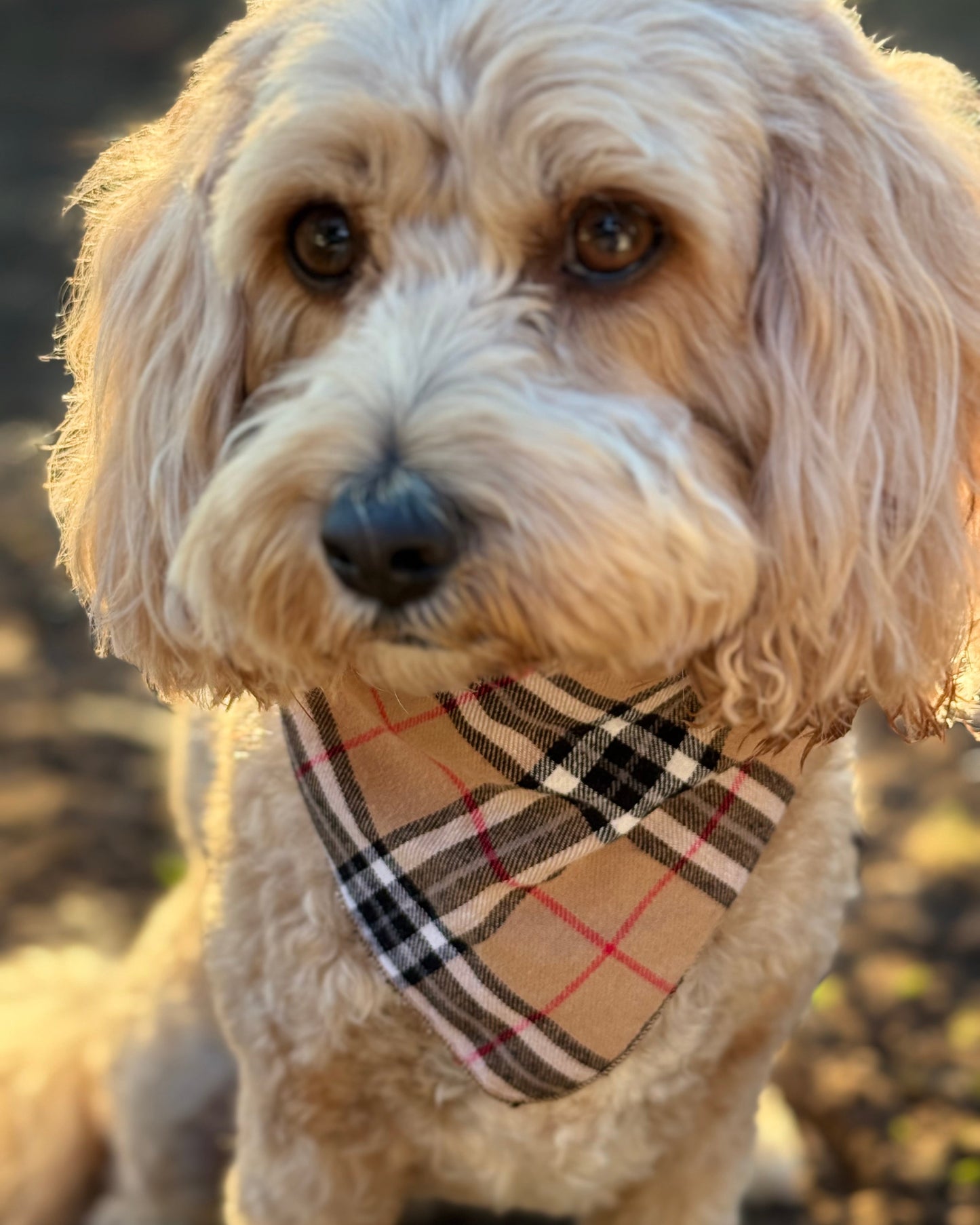 The Worthy Dog - Tan Plaid Bandana 🐶