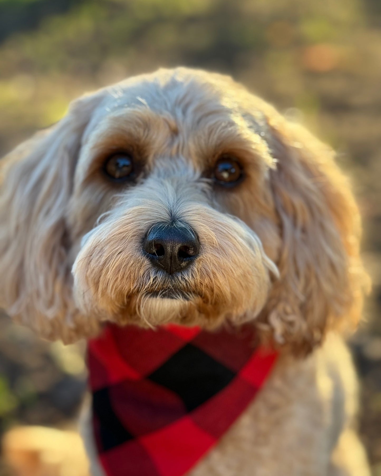The Worthy Dog - Black & Red Plaid Bandana 🐶❤️