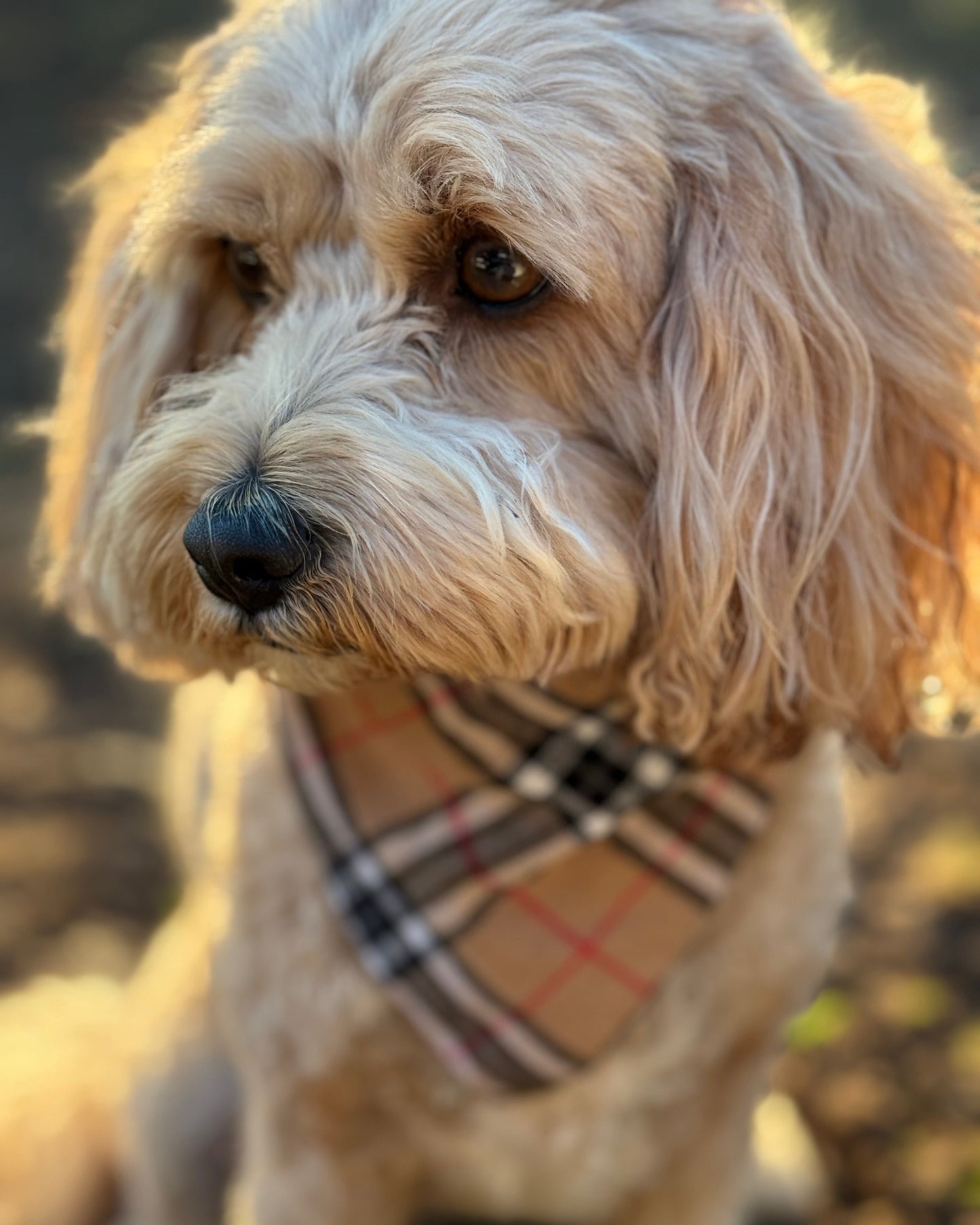 The Worthy Dog - Tan Plaid Bandana 🐶