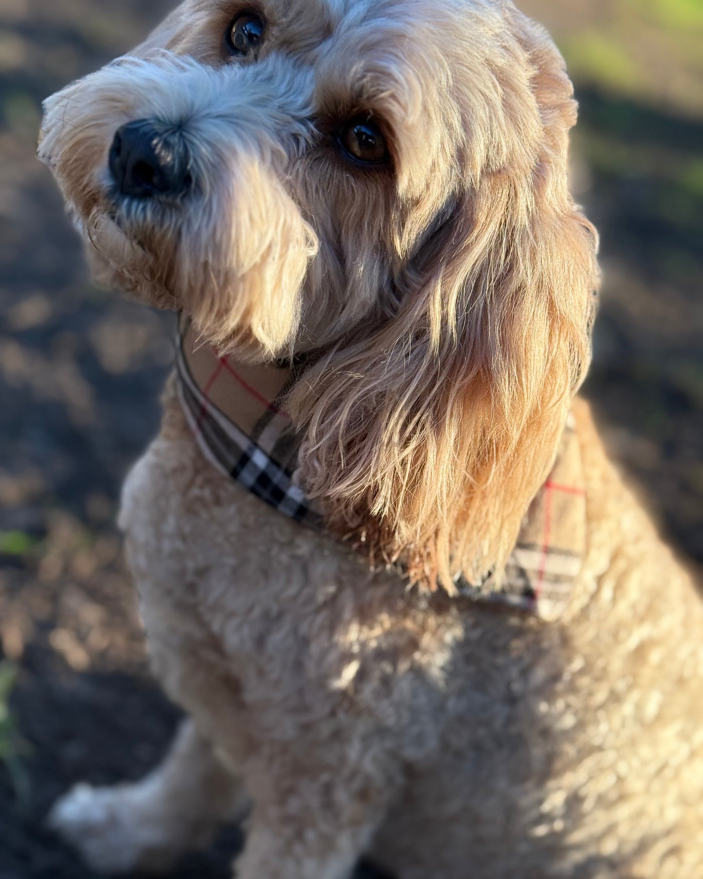 The Worthy Dog - Tan Plaid Bandana 🐶