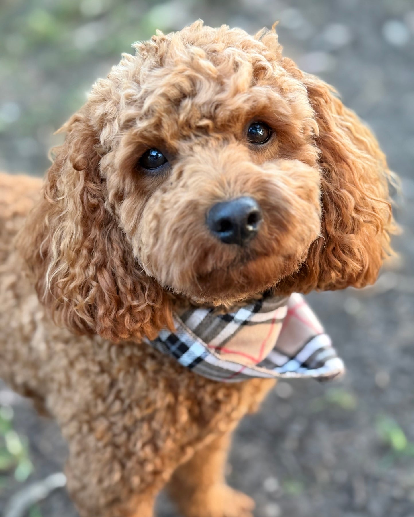 The Worthy Dog - Tan Plaid Bandana 🐶