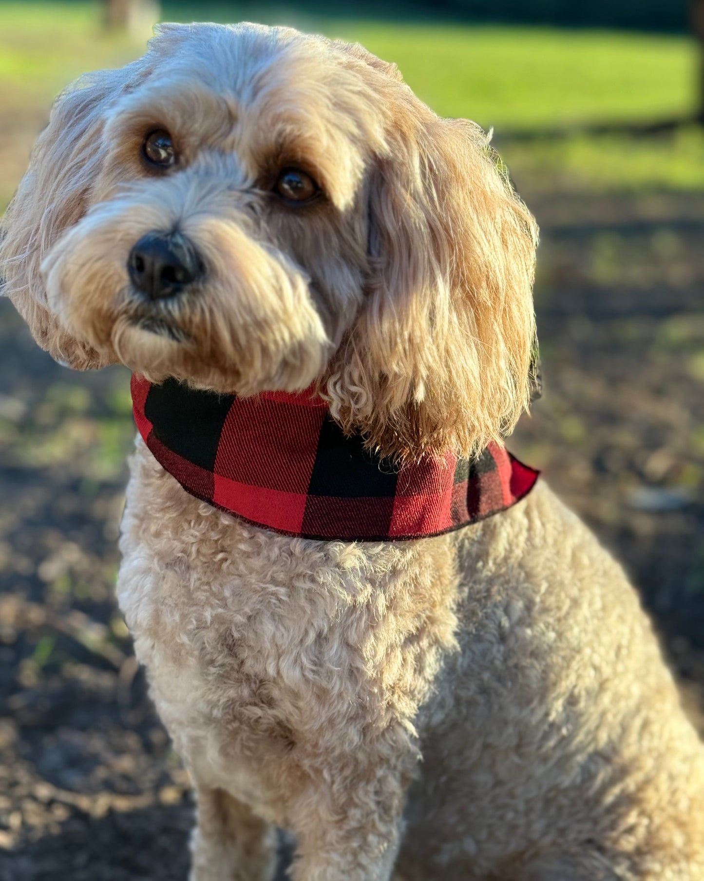 The Worthy Dog - Black & Red Plaid Bandana 🐶❤️