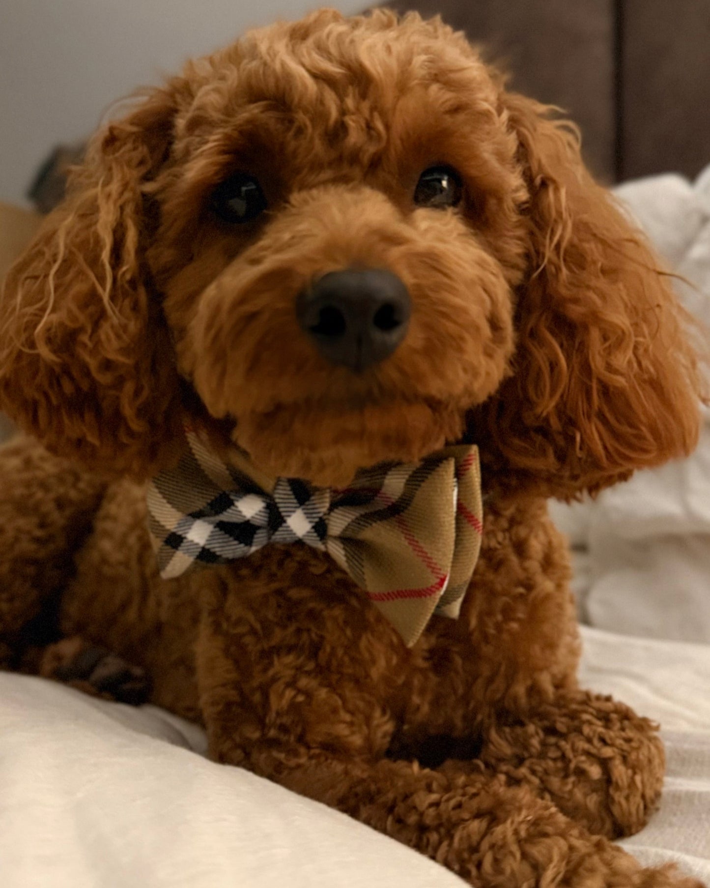 The Worthy Dog - Tan Plaid Bow Tie Small 🐶 🐈⬛