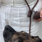 ST ARGO - Hands free Dog walking leash 🦮