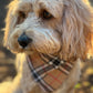 The Worthy Dog - Tan Plaid Bandana 🐶
