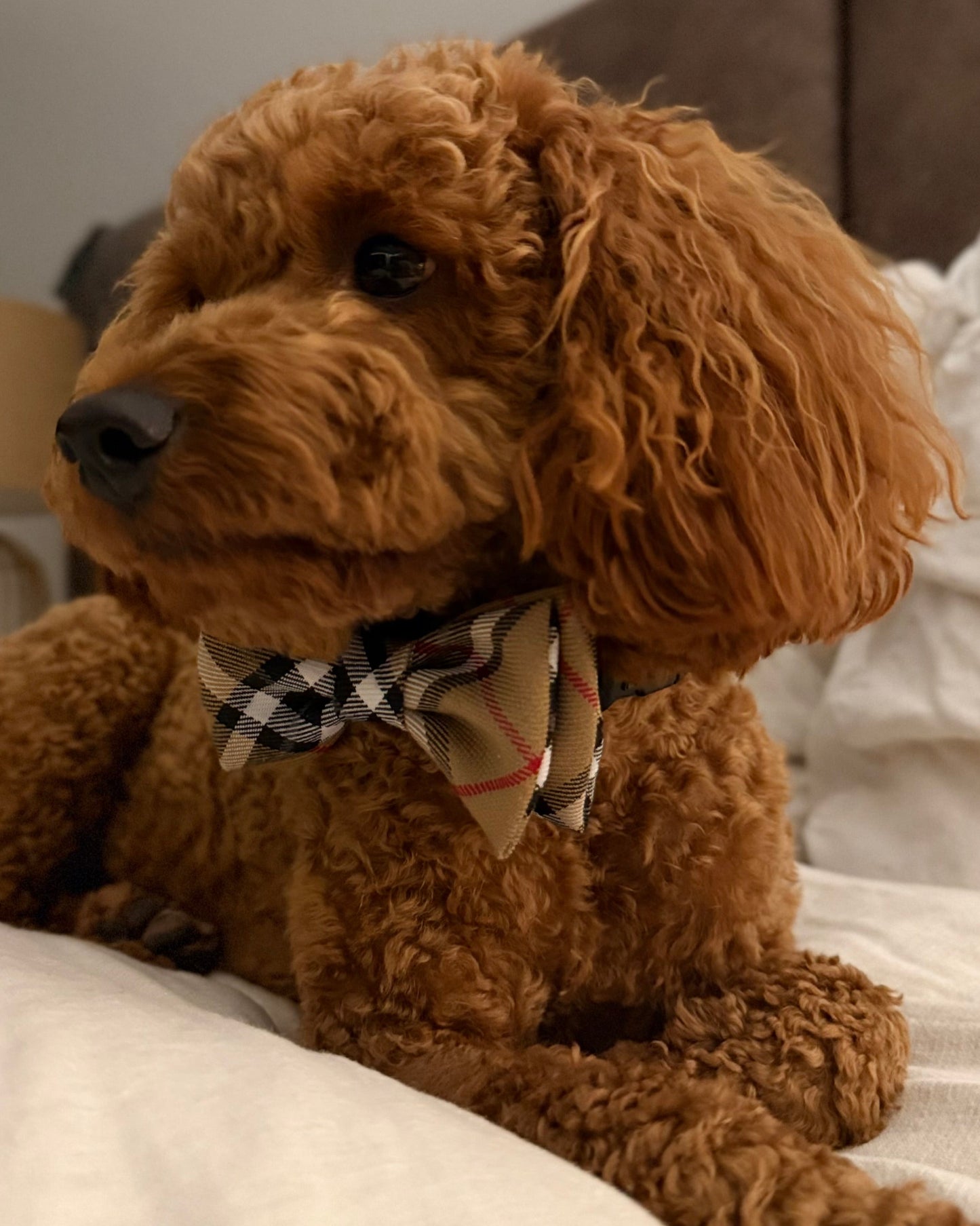 The Worthy Dog - Tan Plaid Bow Tie Small 🐶 🐈‍⬛