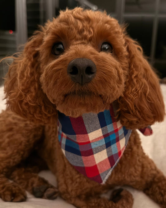 The Worthy Dog - Navy & Red Plaid Bandana ❤️💙