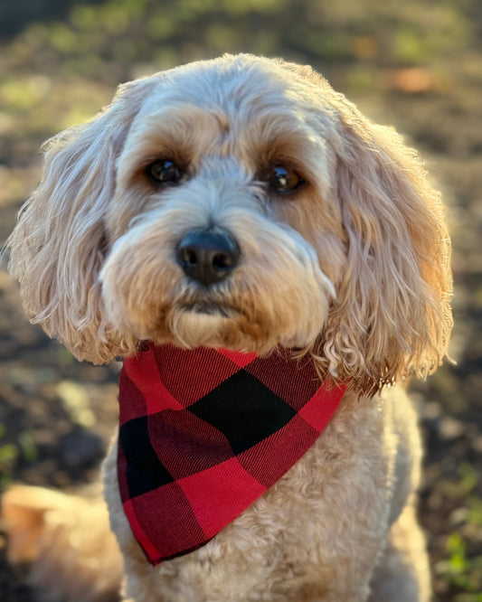 The Worthy Dog - Black & Red Plaid Bandana 🐶❤️