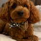 The Worthy Dog - Tan Plaid Bow Tie Small 🐶 🐈‍⬛