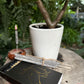Wax Apothecary - Hand-rolled Incense: Choose Salvia Blanca or Copal