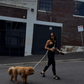 ST ARGO - Hands free Dog walking leash 🦮